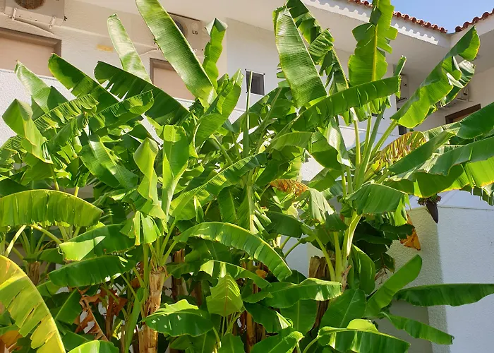 Hotel Flegra Palace 4*